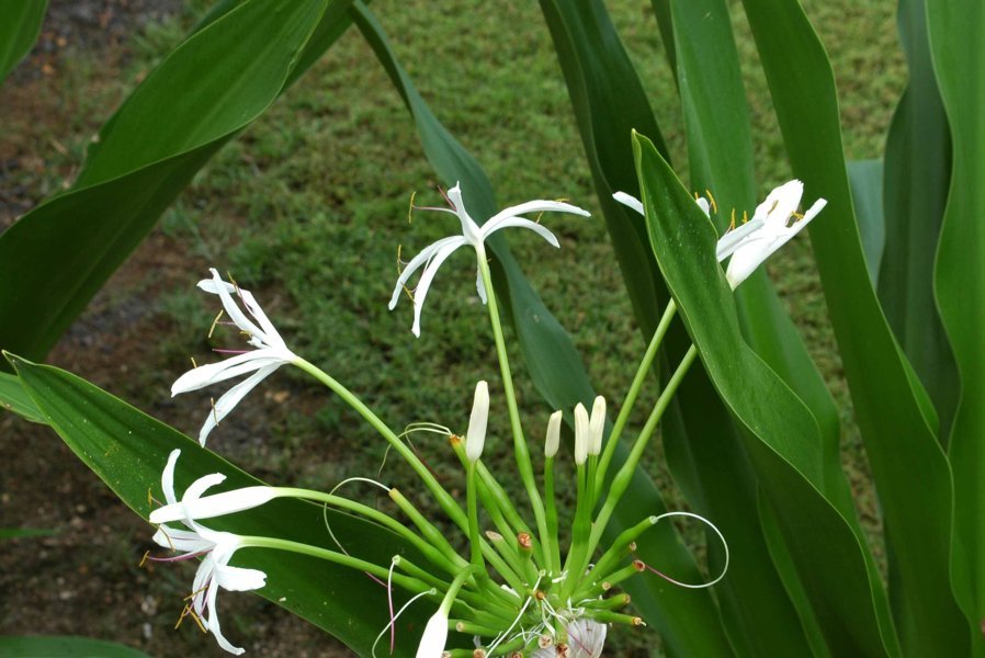 Flor tropical - islas Hawaii - EEUU 2